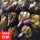 香水百合種球四季開花盆栽帶花苞進(jìn)口重瓣百合花球種子花苗鮮花卉 香水百合混色10球不含盆土