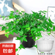 常春藤盆栽室內(nèi)垂吊植物好養(yǎng)水培綠植凈化空氣除甲醛四季常青長青 1盆青葉常春藤(長 50 厘米左右)配半圓壁盆