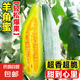 羊角酥甜瓜種子高產(chǎn)超甜薄皮羊角蜜種籽陽(yáng)臺(tái)花卉盆栽水果蔬菜種子 羊角密種子 1包約100粒