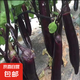蔬菜苗辣椒苗茄子秧苗西瓜苗子西紅柿秧苗黃瓜苗甜瓜苗絲瓜苗種苗 紫長茄子苗 5棵