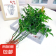 水培竹柏驅(qū)蚊植物盆栽客廳臥室陽臺綠植辦公室桌面花卉四季常青 竹柏10株（不含盆）