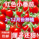 本土大番茄種子高產(chǎn)超甜超大紅果大西紅柿種子高溫蔬菜瓜果種籽 紅圣女番茄四季播種約400粒1包