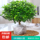 正宗清香胡椒木盆栽花卉室內(nèi)外驅(qū)蚊草植物樹苗老樁盆景九里香綠植 【6年大苗】原土發(fā)貨/不含盆