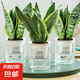 金邊虎皮蘭盆栽多肉植物水培好養(yǎng)綠植室內(nèi)花卉客廳大型虎尾蘭陽(yáng)臺(tái) 【推薦3盆裝】30cm3棵虎皮蘭【早安盆】