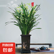 墨蘭蘭花苗盆栽帶花苞發(fā)貨精品名貴花卉綠植物室內(nèi)四季好養(yǎng)活企黑 建蘭（高方盆+底托）【10株苗】