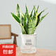 金邊虎皮蘭盆栽多肉植物水培好養(yǎng)綠植室內(nèi)花卉客廳大型虎尾蘭陽(yáng)臺(tái) 虎皮蘭30cm3棵【早安盆】