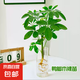 水培富貴椰子盆栽綠植鴨腳木室內(nèi)植物新家吸甲醛綠蘿好養(yǎng)活裸苗 鴨腳木3株（裸苗）