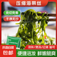 霞浦海帶絲 高品質(zhì)海帶苗鹽漬鎖鮮 0防腐劑  海帶系列 1片1盤菜 16g*1包