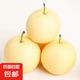正宗河北皇冠梨 產(chǎn)地直發(fā) 現(xiàn)摘現(xiàn)發(fā) 脆甜多汁梨子整箱新鮮水果 皇冠梨凈重8.5斤