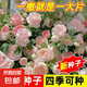 【爬墻高手】四季播薔薇花種子爬藤月季玫瑰開花不斷爬墻庭院花卉 爬墻薔薇花種子/包約120粒 1包