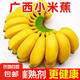 廣西小米蕉當(dāng)季新鮮應(yīng)季水果日日鮮香甜小香蕉芭蕉孕婦水果整箱 帶箱2斤 酸甜口的小香蕉