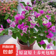 三角梅盆栽帶花劍樹苗室內(nèi)陽臺重瓣飄枝垂絲老樁四季開花爬藤花卉 【帶花發(fā)貨 收到即賞】紅櫻大苗 45-50cm左右（原盆帶土發(fā)貨）