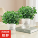 薄荷盆栽可食用大苗水培室內(nèi)驅(qū)蚊綠植迷迭香香草植物檸檬貓薄荷 2盆 精品中盆薄荷（早安吸水盆）