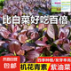 原裝紫妃上海青種子有機(jī)紫油菜蘇州青四季種植紫羅蘭油菜蔬菜種子 紫妃上海青種子約1500粒1包