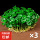銅錢草水培盆栽室內室外花卉金錢草綠植吸綠植花草植物 銅錢草3盆（不含盆）