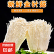 新鮮金針菇精品切根 食用菌菇火鍋燒烤煲湯新鮮蔬菜 新鮮金針菇 1500g