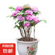 牡丹花樹苗洛陽正宗對版重瓣牡丹花苗盆栽花卉綠植當年開花 粉黛3-5分支【當年開花】