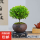 小葉赤楠老樁苗紫檀微景觀水培辦公室四季好養(yǎng)金絲楠木綠植 小葉赤楠+紫砂舍得盆+苔蘚+復(fù)古底座