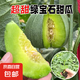 傲點(diǎn)綠寶石甜瓜苗秧苗羊角蜜超甜酥脆香瓜種籽苗四季岔栽陽臺(tái)瓜秧 清甜綠寶石甜瓜秧苗5顆