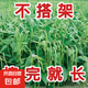 摘不敗無架長豆角種子不用搭架子的長豆角蔬菜種籽四季播種長豇豆 無架豆角種子 2包約40粒