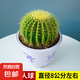 金虎仙人球仙人掌金琥辦公室內(nèi)盆栽盆栽超大號(hào)金冠植物大顆好養(yǎng)活 金琥仙人球/直徑8公分左右（不含盆）