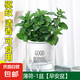 薄荷盆栽水培薄荷葉子新鮮可食用迷迭香驅(qū)蚊植物室內(nèi)綠植花卉 中盆薄荷（早安盆）