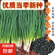 【隨種隨吃】四季小香蔥種子蔥種庭院陽臺盆栽地栽小蔥蔬菜種子 小香蔥種子【3包約900?！?原廠封裝
