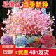 滿天星種子絲竹花四季易爆盆開花不斷盆栽陽臺庭院鮮花種子大全 粉色滿天星種子/包約1000粒 1包