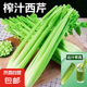 榨汁西芹現(xiàn)割農(nóng)家西芹汁多安尼榨汁新鮮芹菜去葉發(fā)貨 5斤