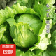 結(jié)球生菜種子圓生菜春夏秋四季播生菜種子球形菜種子球生菜生菜籽 結(jié)球生菜種子 1包約1000粒