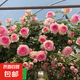 四季開花薔薇花苗多花月季花苗特大花大苗濃香型爬藤攀援植物歐月 粉龍1-1.3米左右【精選大苗】