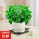 薄荷盆栽可食用大苗水培室內(nèi)驅(qū)蚊綠植迷迭香香草植物檸檬貓薄荷 精品大盆薄荷+白豎紋陶瓷盆
