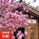 玉蘭花樹(shù)苗帶花苞盆栽適合家門(mén)口種的大樹(shù)庭院耐寒紫白廣玉蘭花卉 【紫玉蘭】3cm粗，高度1.4米左右