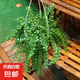 金邊金心吊蘭盆栽室內(nèi)陽臺(tái)四季常青客廳桌面水培垂吊真花卉綠植物 百萬心（塑料盆）+掛鉤