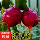 火龍果樹苗紅心火龍果苗四季庭院陽臺(tái)盆栽地栽南北方種植果樹苗 大紅火龍果【6年苗結(jié)果多】