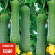 蔬菜苗辣椒苗茄子秧苗西瓜苗子西紅柿秧苗黃瓜苗甜瓜苗絲瓜苗種苗 肉絲瓜苗 5棵