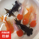 【龍晴?鴻運(yùn)】冷水魚(yú)魚(yú)苗幼苗小金魚(yú)鴻運(yùn)當(dāng)頭獅子頭好養(yǎng)耐活小型金魚(yú)龍睛金魚(yú)大眼 龍睛+鴻運(yùn)紅獅隨機(jī)6條【不可備注顏色】 4-6厘米【靈動(dòng)好看】