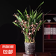 墨蘭蘭花苗盆栽帶花苞發(fā)貨精品名貴花卉綠植物室內(nèi)四季好養(yǎng)活企黑 墨蘭（育苗袋）【10株苗】