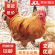 果園散養(yǎng)大公雞 土雞農(nóng)家散養(yǎng)小公雞走地雞新鮮冷凍整只包郵 散養(yǎng)大公雞約3.6斤/只*2只