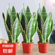 金邊虎皮蘭盆栽多肉植物水培好養(yǎng)綠植室內花卉客廳大型虎尾蘭陽臺 【超級實惠3盆裝】25-30cm3棵虎皮蘭【簡易盆