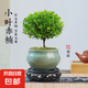小葉赤楠盆景植物辦公花卉基地直銷批發(fā)綠植盆栽室內(nèi)擺件花卉綠植 赤楠+綠色裂紋盆+苔蘚+圓底座