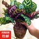 彩虹竹芋盆栽水培孔雀竹芋彩葉綠植物花卉室內(nèi)夏季天除甲醛好養(yǎng)活 140#精品孔雀竹芋16-25片葉(原盆）