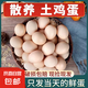 京喜加農(nóng)家散養(yǎng)新鮮雞蛋土雞蛋單枚40g左右早餐生鮮買(mǎi)菜【僅白條專(zhuān)享】 鮮雞蛋10枚