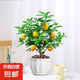 香水檸檬樹苗水果盆栽可食用驅(qū)蚊濃香好養(yǎng)陽臺四季花卉室內(nèi)綠植物 香水檸檬樹+蓮花瓷盆（全國可種）
