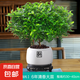 正宗清香胡椒木盆栽花卉室內(nèi)外驅(qū)蚊草植物樹苗老樁盆景九里香綠植 【6年大苗】白福瓷盆+底托