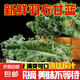 新鮮羽衣甘藍(lán)時令西餐沙拉榨汁果汁健康輕食農(nóng)家甘藍(lán) 【壽光直發(fā)】凈重2斤