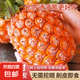 海南金鉆鳳梨精品果新鮮水果手撕無眼菠蘿應(yīng)季水果 凈重9斤大果