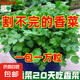 香菜種子四季易種耐熱耐抽苔陽臺水果蔬菜種子水果農(nóng)家大葉香菜 正品四季香菜種子約200粒1包+肥料