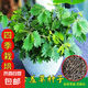 四季播種彩葉含羞草花種子四季易活奇趣植物害羞草室內(nèi)外陽臺盆栽 含羞草虎種子/包約100粒 1包