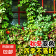 爬山虎樹苗爬藤植物四季常青不落葉爬墻虎種苗好養(yǎng)綠植花卉園盆栽 【五葉爬山虎】60-70cm高12棵